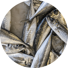 Pesce del nostro mare