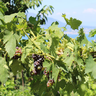 Vigna