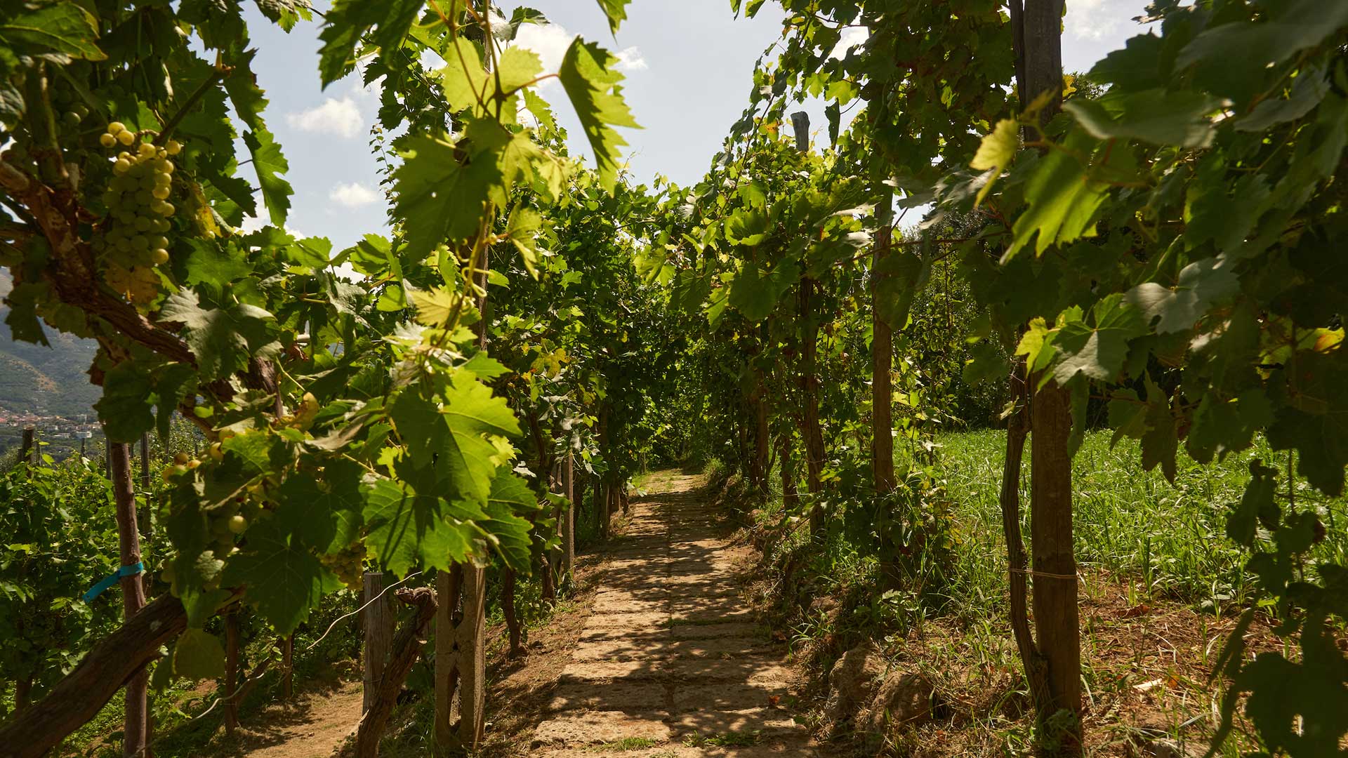 Orto di Villa Rosa
