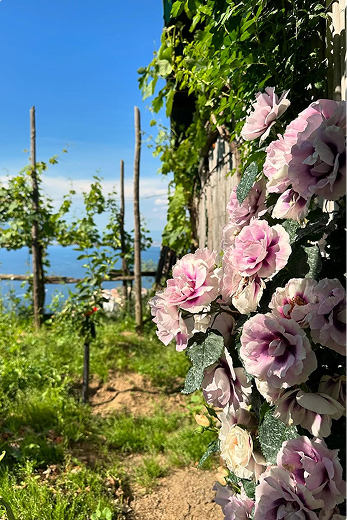 Vista sul giardino