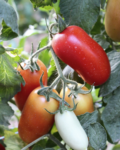 Pianta di pomodori